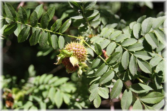 Róża kasztanowa (Rosa roxburghii)