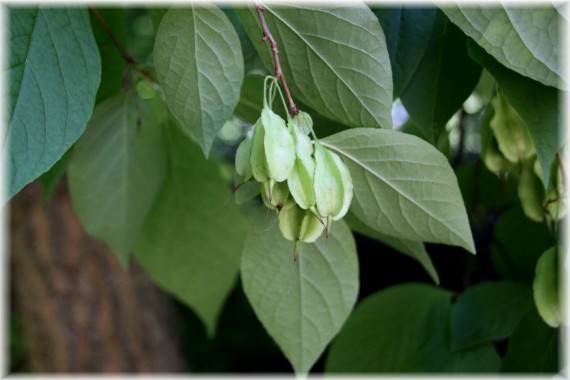 Ośnieża drzewiasta (Halesia monticola)