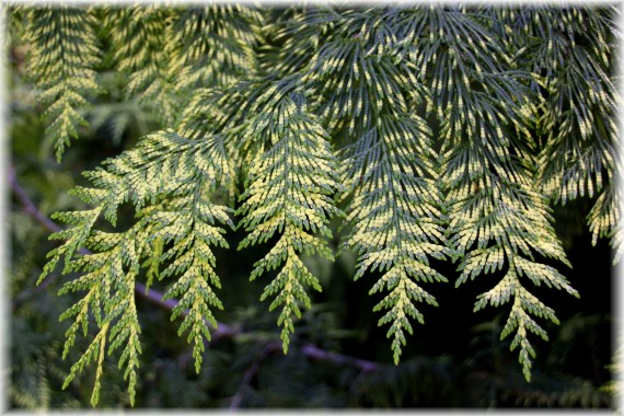 Żywotnik olbrzymi (Thuja plicata) 'Zebrina'