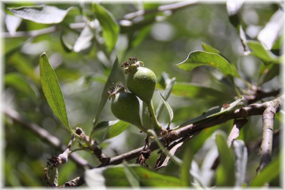 Grusza wierzbolistna (Pyrus salicifolia)