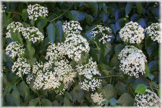 Kalina (Viburnum dasyanthum)