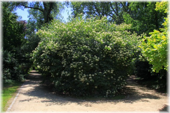 Kalina (Viburnum dasyanthum)