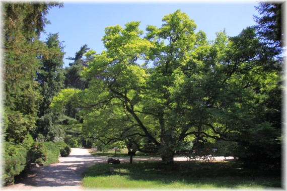 Magnolia pośrednia (Magnolia ×soulangeana)