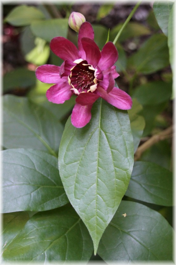 Kielichowiec (Calycanthus) 'Aphrodite'