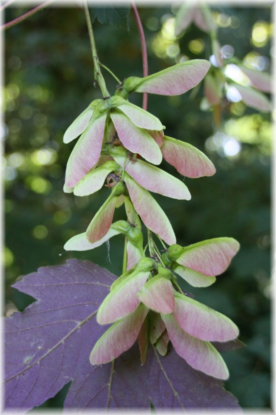 Klon jawor (Acer pseudoplatanus) 'Purpurascens'