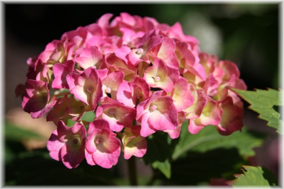 Hortensja ogrodowa (Hydrangea macrophylla)