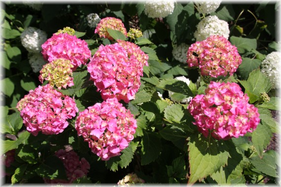 Hortensja ogrodowa (Hydrangea macrophylla)