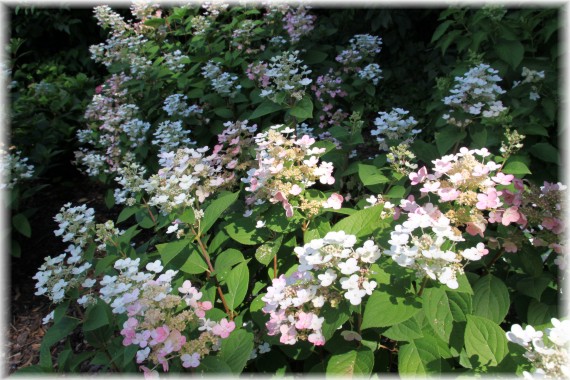 Hortensja bukietowa (Hydrangea paniculata) 'Bulk'