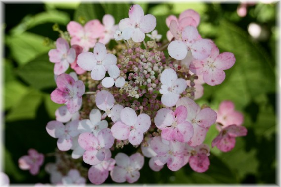 Hortensja bukietowa (Hydrangea paniculata) 'Bulk'