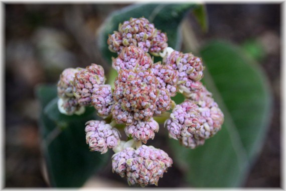 Hortensja omszona (Hydrangea sargentiana)