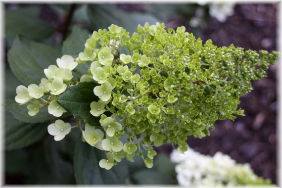 Hortensja bukietowa (Hydrangea paniculata) 'Kolmagimo'