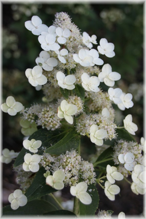 Hortensja bukietowa (Hydrangea paniculata) 'Dolprim'