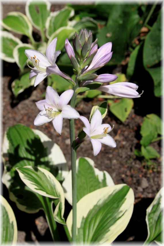 Funkia (Hosta sp.)