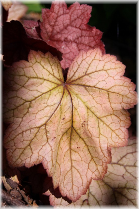 Żurawka (Heuchera sp.)