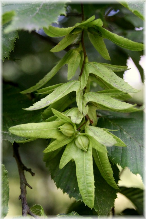 Grab pospolity (Carpinus betulus)