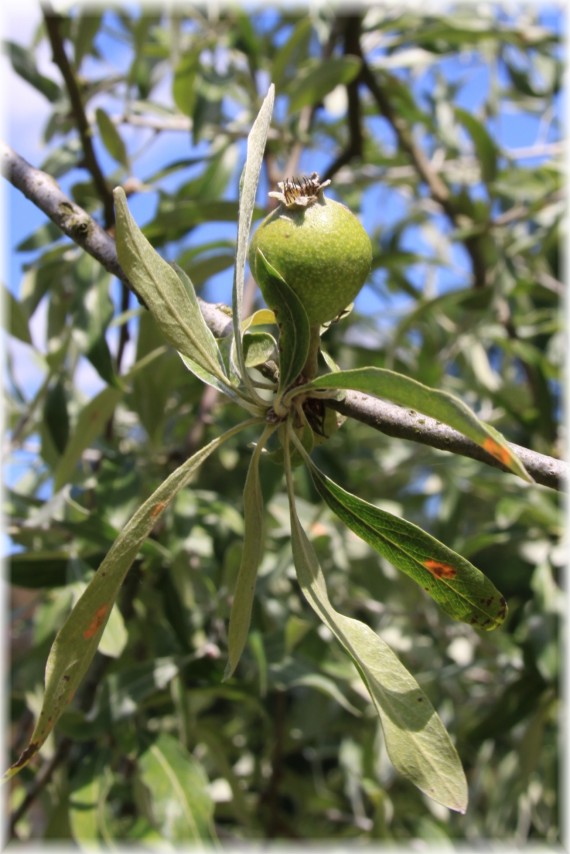 Grusza wierzbolistna (Pyrus salicifolia)