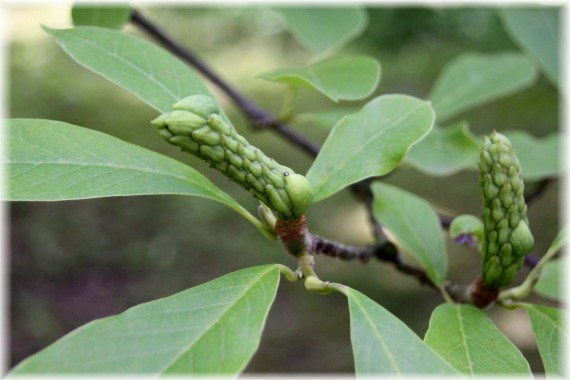 Magnolia pośrednia (Magnolia ×soulangeana)