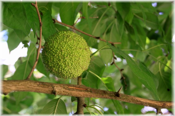 Żółtnica pomarańczowa (Maclura pomifera)