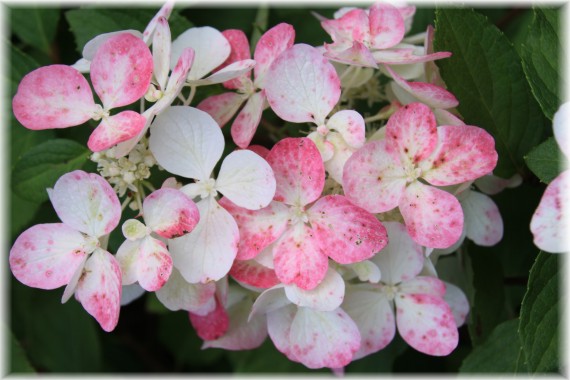 Hortensja bukietowa (Hydrangea paniculata) 'Rendia'