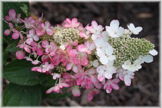 Hortensja bukietowa (Hydrangea paniculata) 'Kolmavesu'