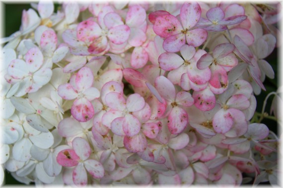 Hortensja bukietowa (Hydrangea paniculata) 'Renhy'