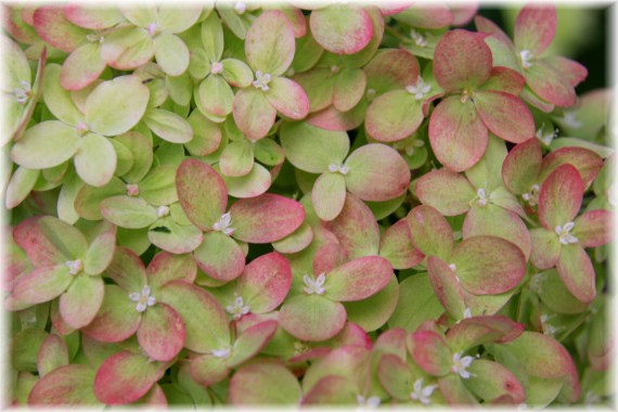 Hortensja bukietowa (Hydrangea paniculata) 'Jane'