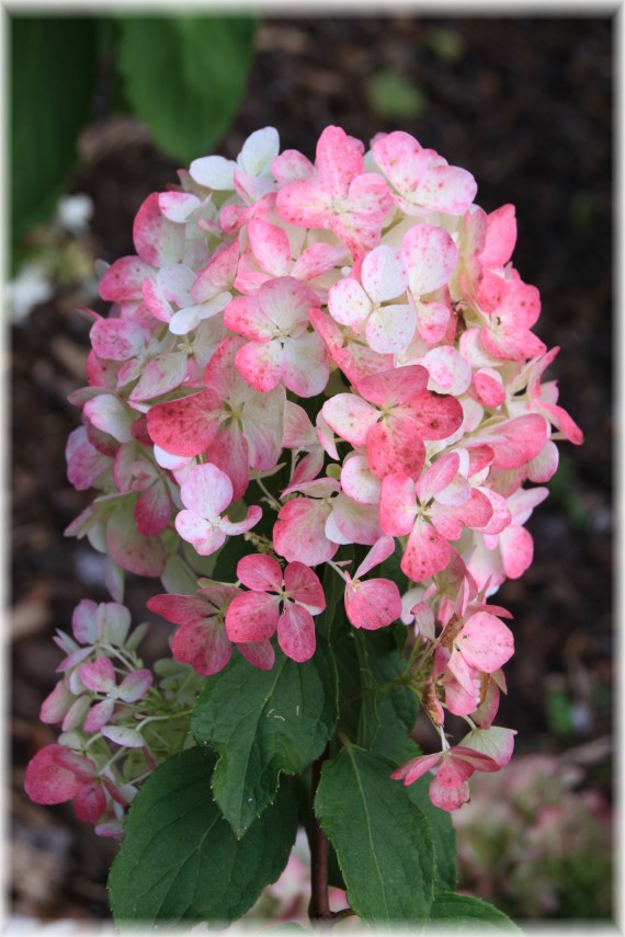 Hortensja bukietowa (Hydrangea paniculata) 'Rendia'