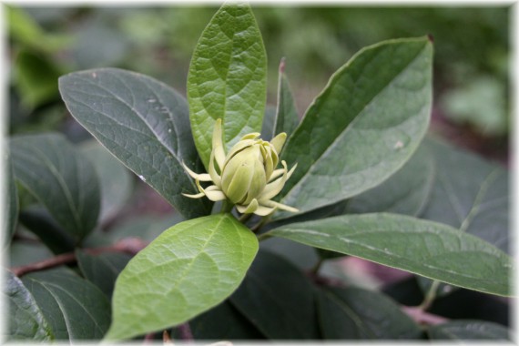 Kielichowiec wonny (Calycanthus floridus) 'Athens'