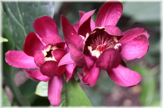 Kielichowiec (Calycanthus) 'Aphrodite'