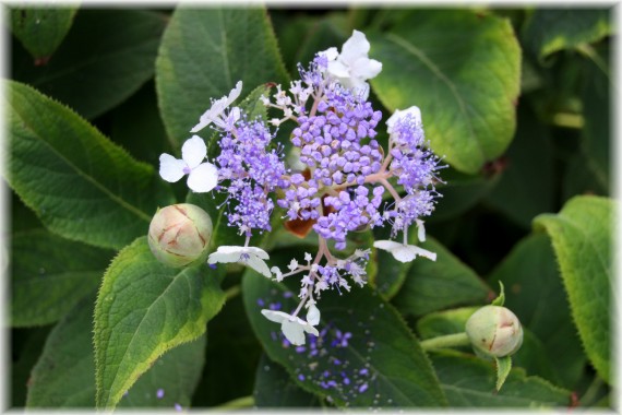 Hortensja stulona (Hydrangea involucrata)