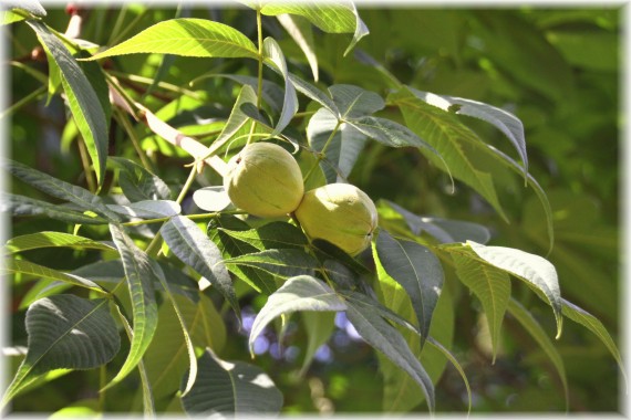 Orzesznik siedmiolistkowy (Carya laciniosa)