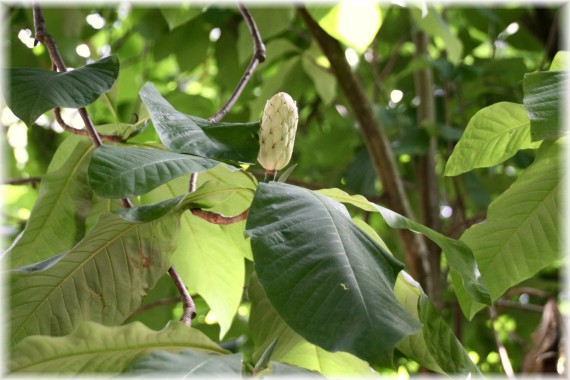 Magnolia parasolowata (Magnolia tripetala)