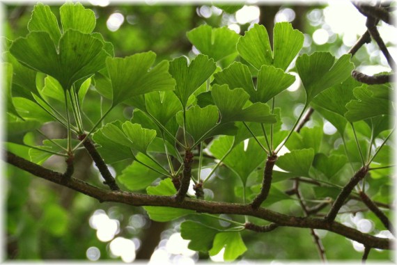 Miłorząb dwuklapowy (Ginkgo biloba)