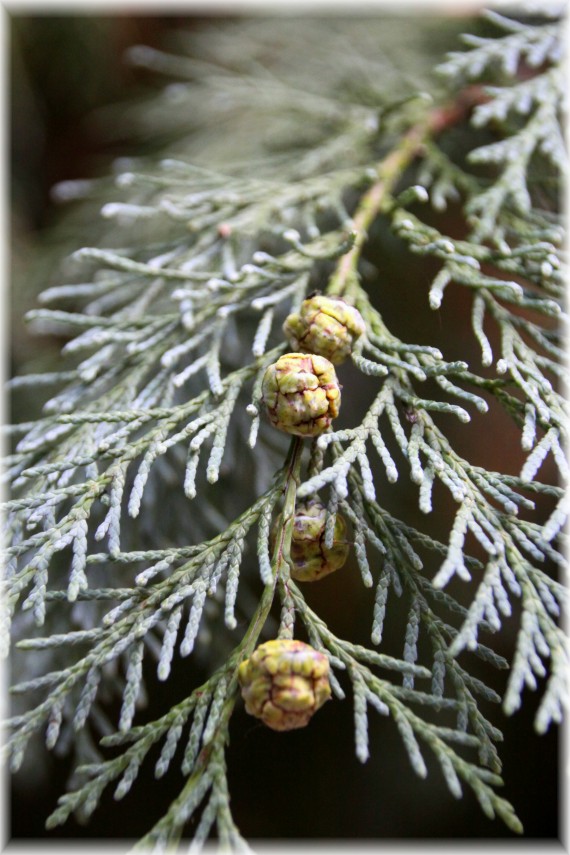 Cyprysik Lawsona (Chamaecyparis lawsoniana)