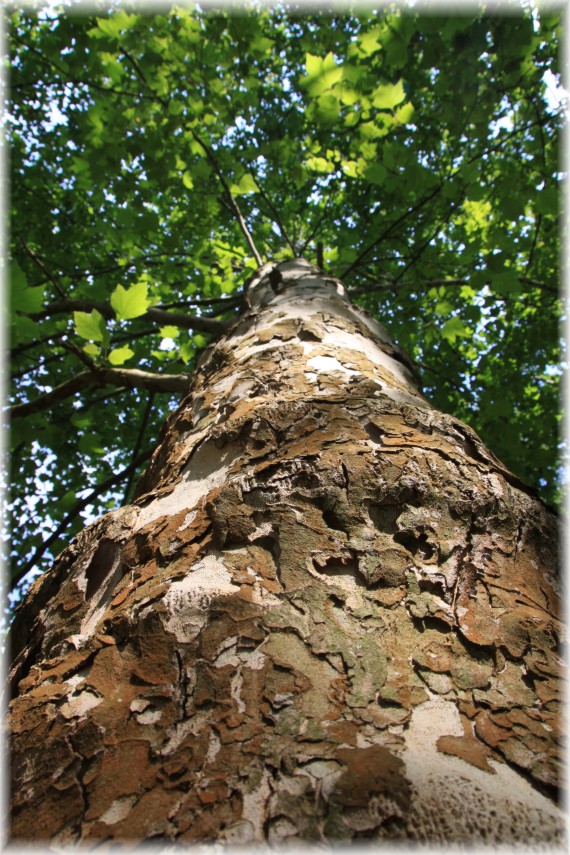 Platan klonolistny (Platanus ×hispanica 'Acerifolia')