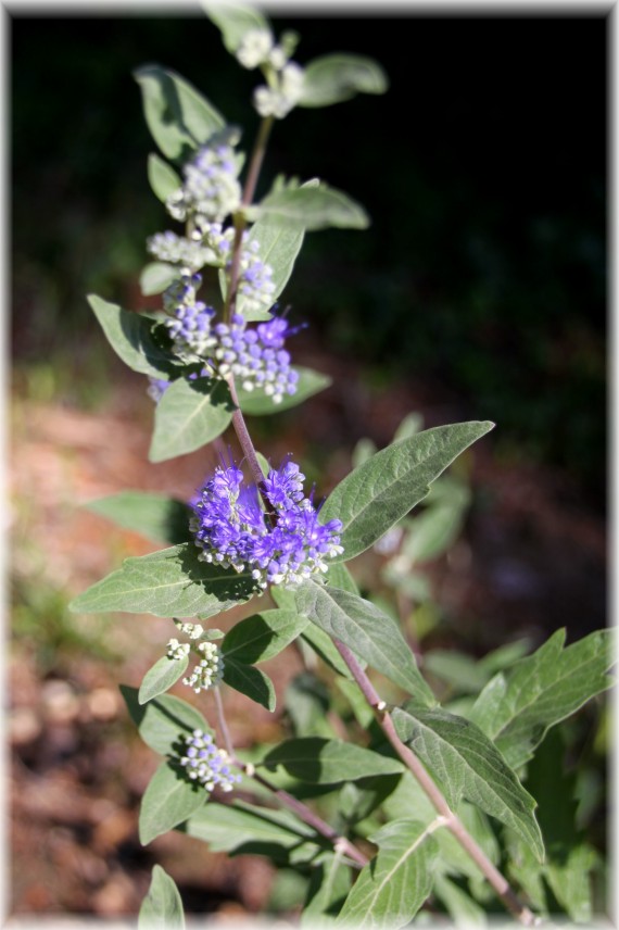 Barbula klandońska (Caryopteris ×clandonensis) 'Heavenly Blue'