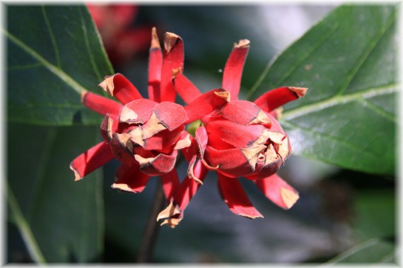 Kielichowiec wonny (Calycanthus floridus) 'Ferox'