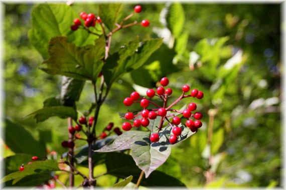 Kalina (Viburnum edule)