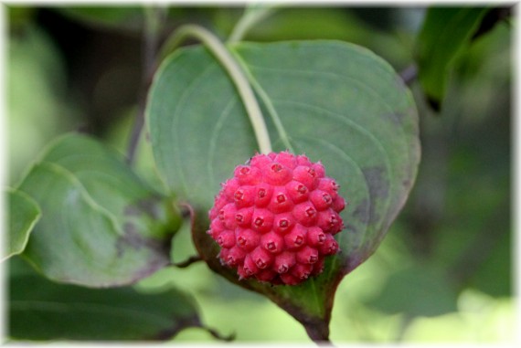 Dereń Kousa (Cornus kousa)