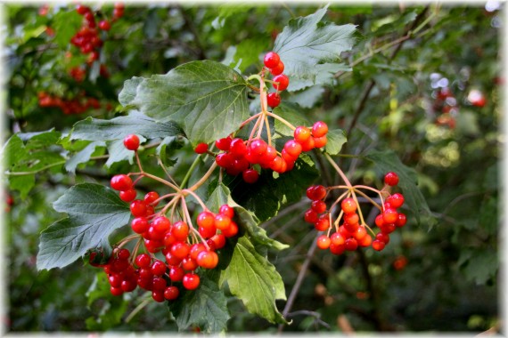 Kalina koralowa (Viburnum opalus)