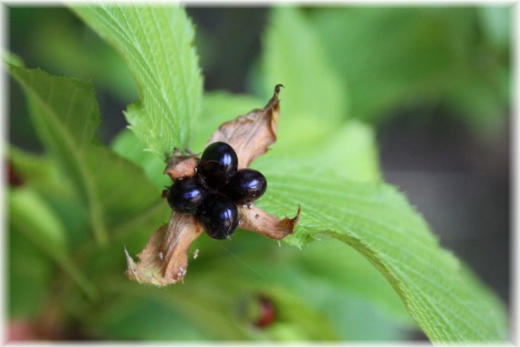 Różowiec biały (Rhodotypos scandens)