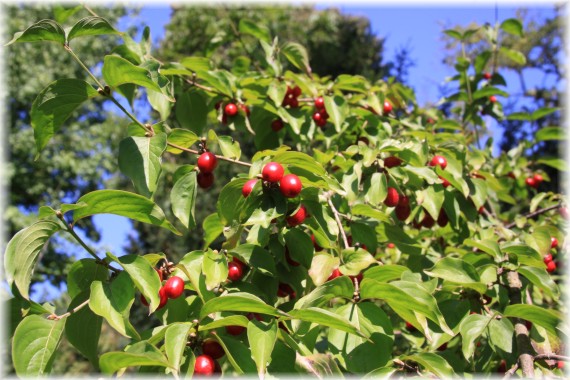 Dereń jadalny (Cornus mas)