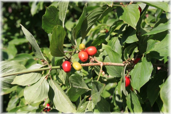 Dereń jadalny (Cornus mas)