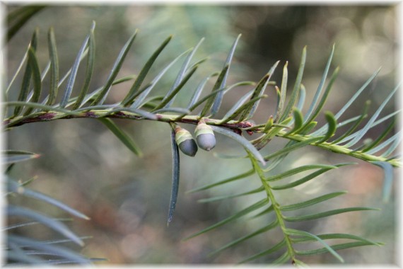 Cis pospolity (Taxus baccata)