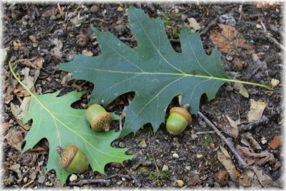 Dąb czerwony (Quercus rubra)