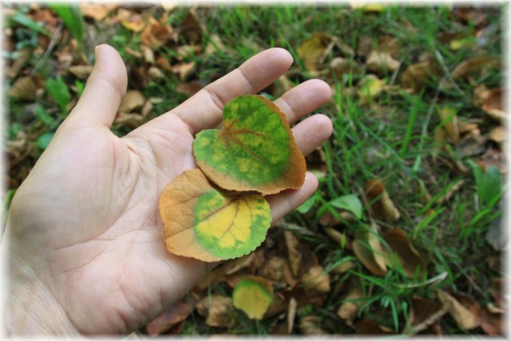 Grujecznik japoński (Cercidiphyllum japonicum)