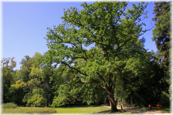 Dąb szypułkowy (Quercus robur)