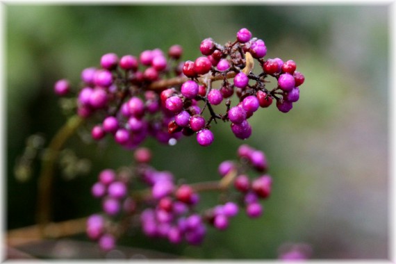 Pięknotka Bodiniera (Callicarpa bodinieri) 'Profusion'