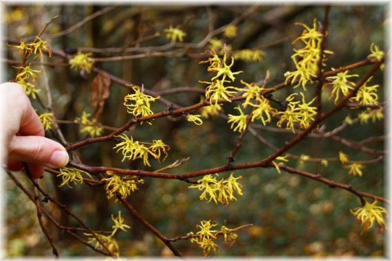 Oczar wirginijski (Hamamelis virginiana)