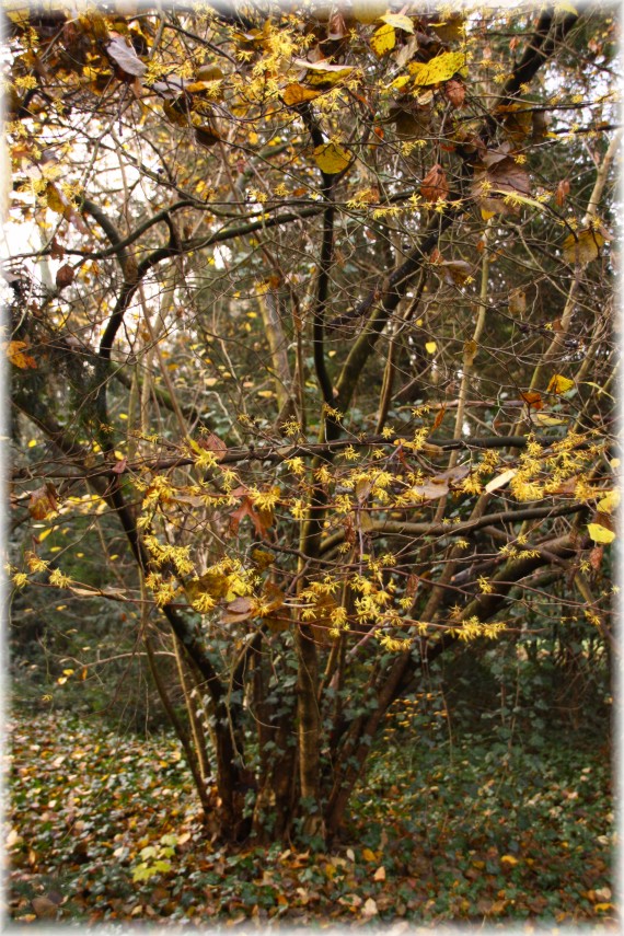 Oczar wirginijski (Hamamelis virginiana)